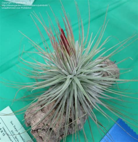 Plantfiles Pictures Tillandsia Bromeliad Air Plant Tillandsia Magnusiana By Palmbob