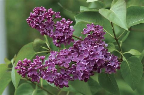 Ludwig Spaeth Lilac Syringa Vulgaris Ludwig Spaeth Monrovia Plant