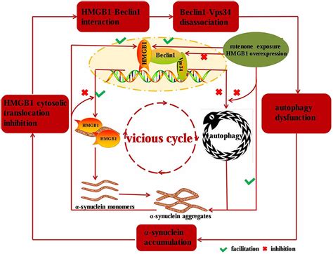 Frontiers Hmgb1 Mediates Autophagy Dysfunction Via Perturbing Beclin1