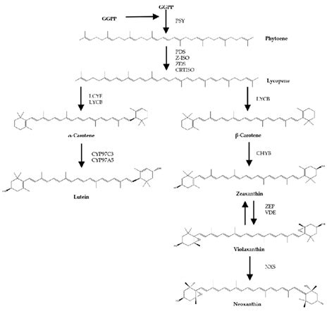 Scheme Of Biosynthetic Steps Of Microalgal Carotenoids Adapted From Download Scientific