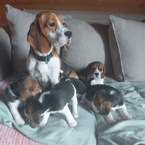 Chiot Beagle Lof Tricolores Uncompagnon Fr