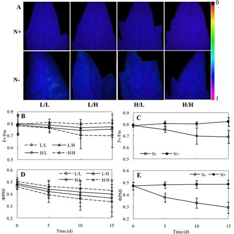 Response Of Chlorophyll Fluorescence Parameters In Various Grafting