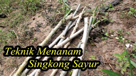 Cara Menanam Singkong Sayur Stek Batang Singkong Sayur Anti Gagal