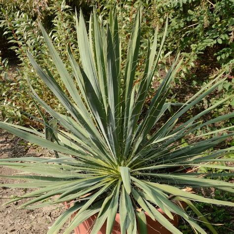 Yucca Filamentosa Excalibur Adam S Needle Garden Center Marketing