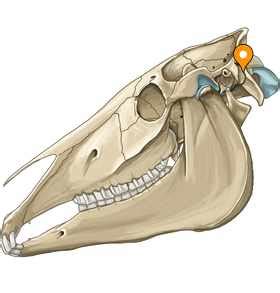 Occipitomastoid suture - vet-Anatomy - IMAIOS