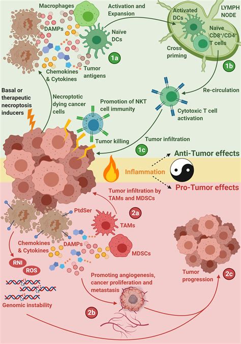 Cells Free Full Text Necroptosis In Immuno Oncology And Cancer