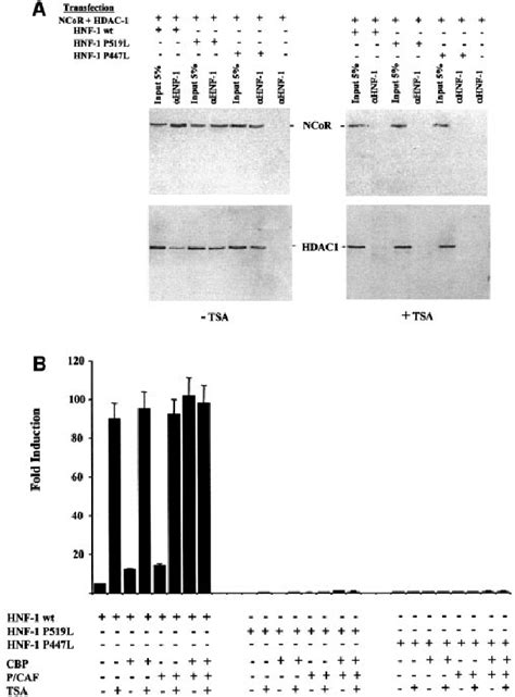 In Vivo Association Of Ncor And Hdac With Hnf A Mutants A