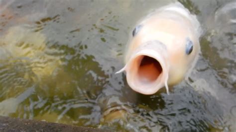 鯉の餌やり ド迫力！ 超接近撮影 Feeding Of Hungry Koi Carp Fish Approaching To Carps