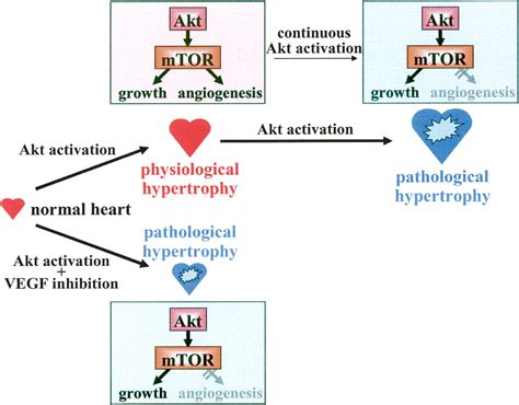 Regulation Of Cardiac Growth And Coronary Angiogenesis By The Akt PKB