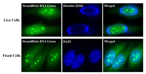 Selective Analysis Of RNA In Live And Fixed Cells With StrandBrite RNA