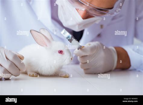 Vet Doctor Examining Rabbit In Pet Hospital Stock Photo Alamy