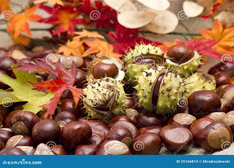 Castagne E Foglie Di Autunno Fotografia Stock Immagine Di Semi Nave