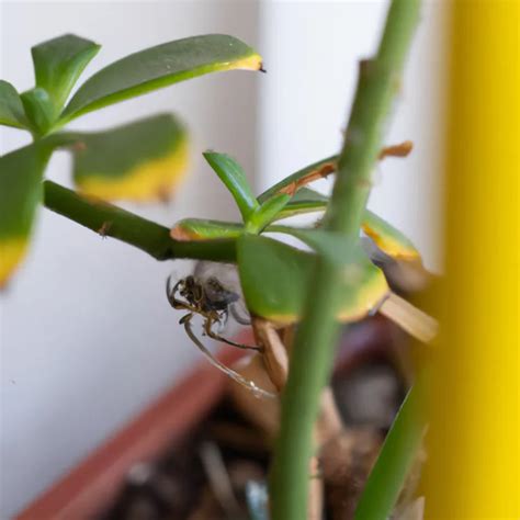 Aranhas Em Plantas Dicas Para Prevenir E Tratar