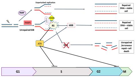 Cancers Free Full Text Differences In Durability Of Parp Inhibition