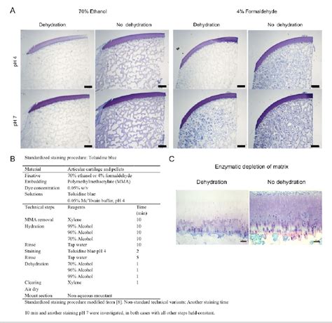 Figure 1 From A Standardized Method Of Applying Toluidine Blue