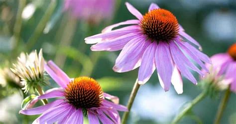 Coneflower Companion Plants