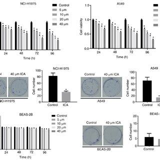 ICA Inhibited The Proliferation Of Lung Cancer Cells Through The