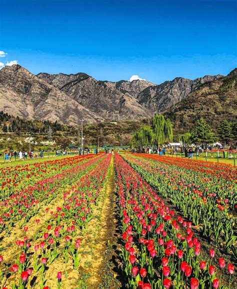 Tulip Garden- Kashmir : r/IncredibleIndia