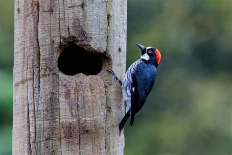 10 Unique Facts About Acorn Woodpeckers