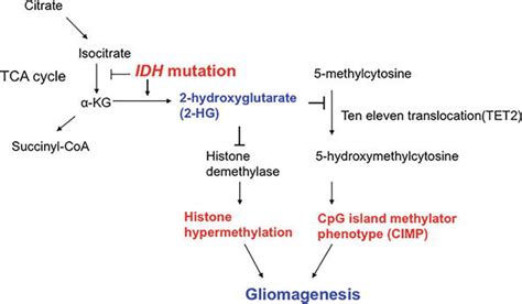 Idh Mutant Gliomas Intechopen