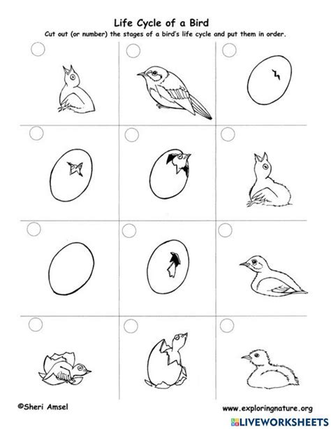 Life Cycle Of A Bird Online Exercise For Live Worksheets Worksheets