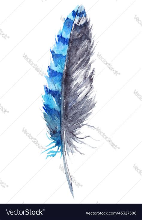 Watercolor Black And Blue Jay Feather Isolated Vector Image