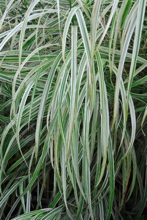 Miscanthus Sinensis Variegated Grass Evans Nursery