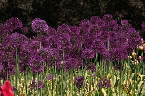 Allium Purple Sensation The Garden Club Of Houston