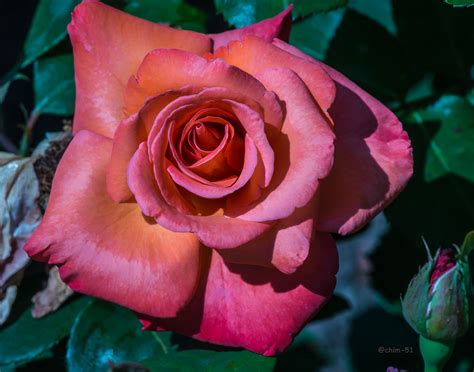 Rose Achim 51 Flickr