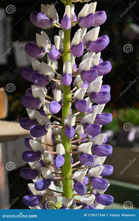 Lupin ( Lupinus ) flowers. stock photo. Image of natural - 275017244