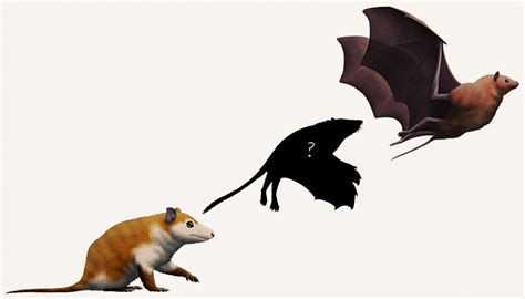 Unsolved Paleo Mysteries Month 23 Puzzling Proto Bats Nix Illustration