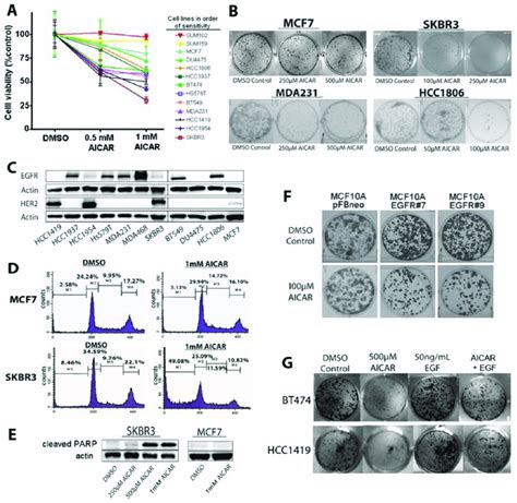 Aicar Inhibits The Growth And Reduces Survival Of Egfr And