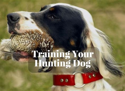 How To Train Your Hunting Dog Hunting Note