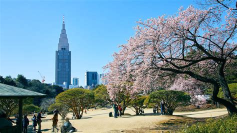 Winter cherry blossoms are now in full bloom at Shinjuku Gyoen in Tokyo