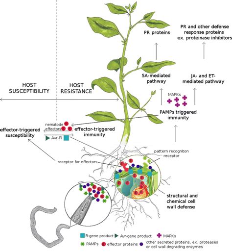 Scheme Of The Pathways Induced During The Plant Response To Nematode