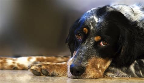 Perro Triste Mi Perro Está Triste Sintomas Y Qué Hacer