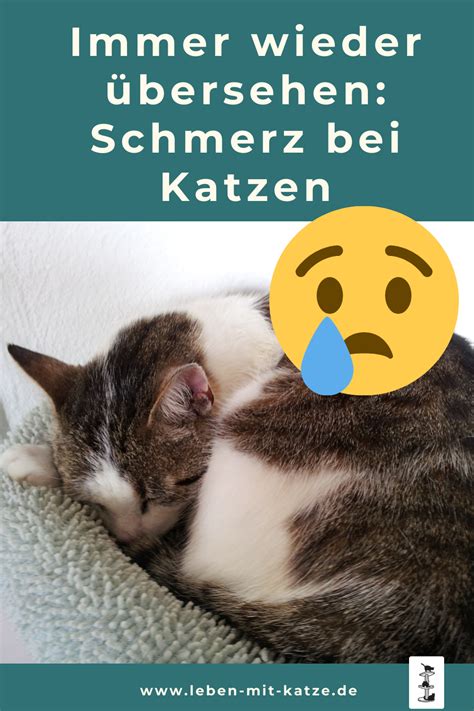 Schmerzen Bei Deinen Katzen Erkennen Artofit