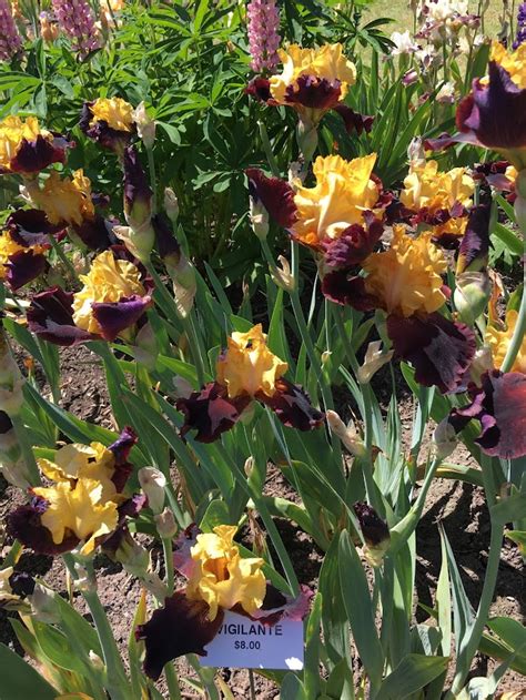 Oregon Travel: Visiting Schreiner's Iris Gardens - Pechluck's Food Adventures