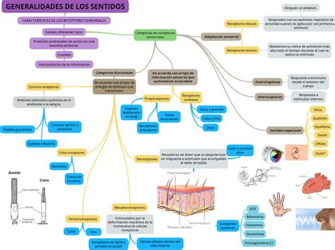 Fisiologia Jordy Ulrich Mapa Mental Sobre Mapa Mental Images Porn Sex