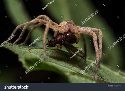 9265 Wolf Spiders 图片、库存照片和矢量图 Shutterstock