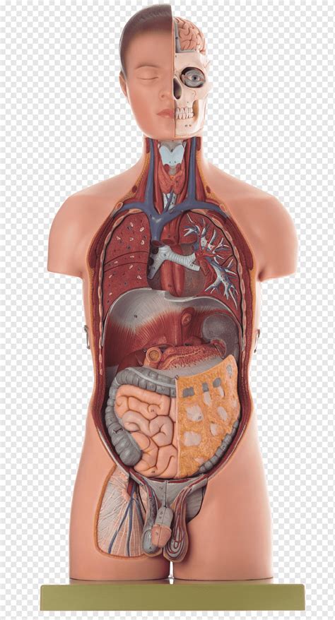 Tubuh Manusia Anatomi Manusia Organ Homo Sapiens Model Medis Organ