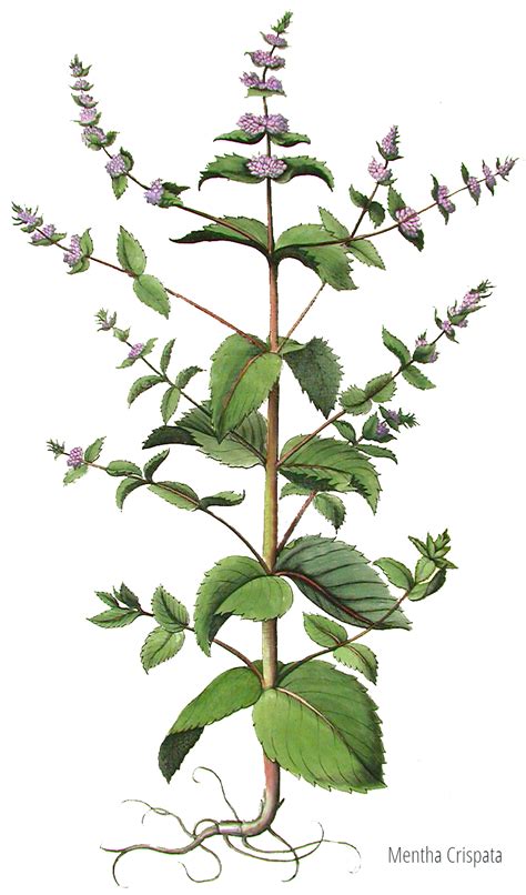 Piante Officinali Mentha Spicata Varietà Crispata Piante Piante