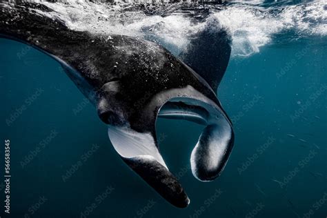 Manta ray swimming close to the ocean surface Stock Photo | Adobe Stock