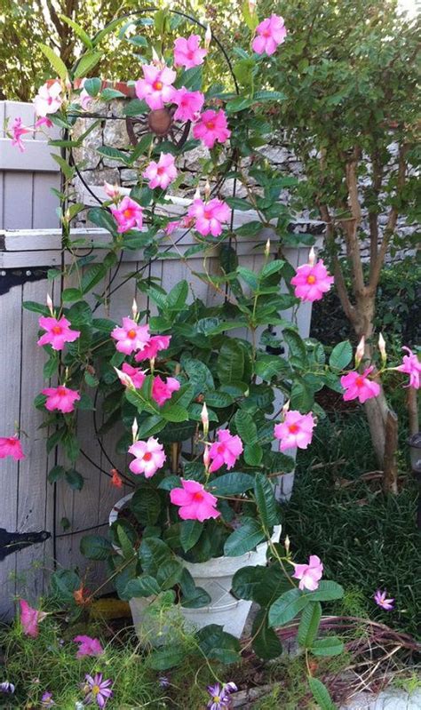 Super Cool Mandevilla Trellis Ideas Trellis For Mandevilla Plant