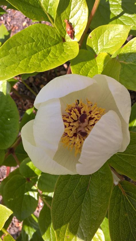 Paeonia Daurica Subsp Wittmanniana Pioen Pioenroos Peony Hortus