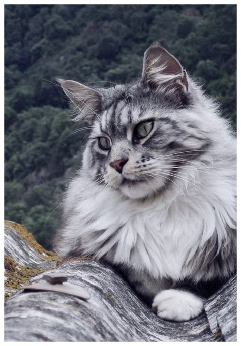 My Maine Coon By Flore Stock On Deviantart