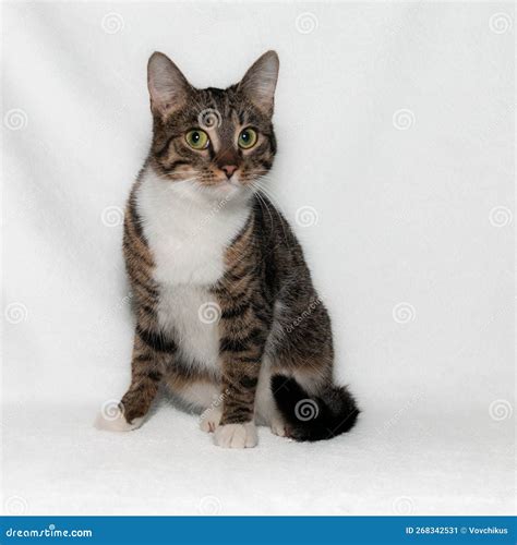 A Beautiful Gray Tabby Cat With Beautiful Bright Green Eyes White Chest And Paws Looks With