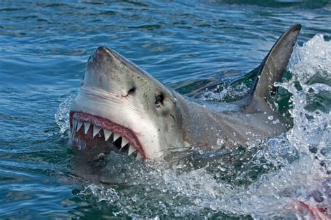 Great White Shark vs Tiger Shark - American Oceans