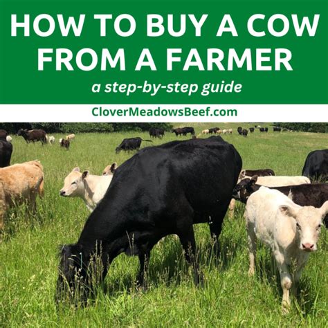 What Is Cud And Why Do Cows Chew It Video Clover Meadows Beef