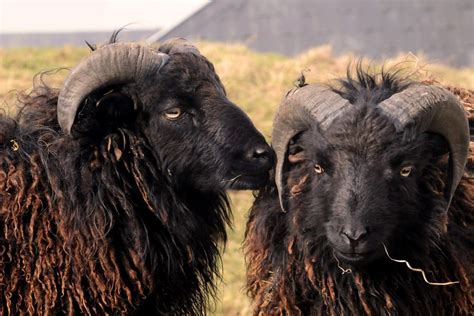 40 Rare Sheep Breeds A To Z List With Pictures Fauna Facts